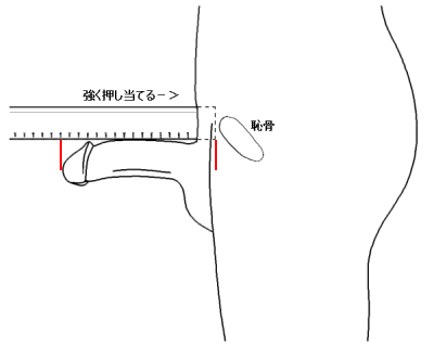 日本人のペニスの平均 サイズの測り方 美容マガジン