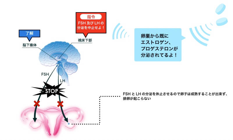 マーベロン_排卵を抑制する